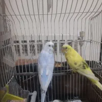 *مرغ عشق*
