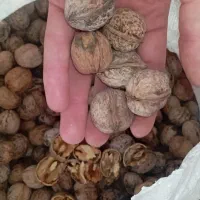 گردو محلی درجه یک