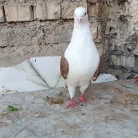 کفتر رنگی|پرنده|خرمشهر, |دیوار