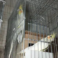 عروس هلندی مولدو مرغ عشق نر|پرنده|ایلام, |دیوار