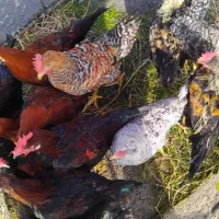 مرغ و خروس کبابی