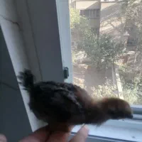 جوجه