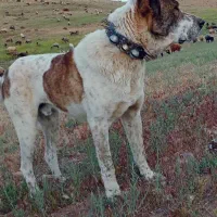 سگ گله|سگ|قوچان, |دیوار