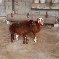 دوراس نربره
