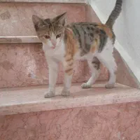 واگذاری گربه کوچولو(فوری لطفا)