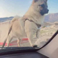 شیواوا  سوپر مینی  روزگلد