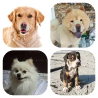 سگ پیدا شده