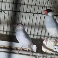 فنچ نرگسی مولد