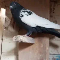 کفتر سینه سیاه
