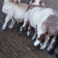 بره نر درجه1|حیوانات مزرعه|گرمسار, |دیوار