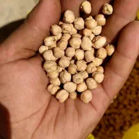 نخود سفید دو‌تن