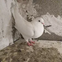 طوقی|پرنده|اردبیل, |دیوار