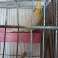 طوطی برزیلی نر و عروس هلندی|پرنده|یاسوج, |دیوار