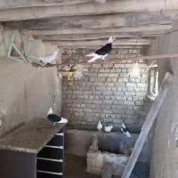 کبوتر