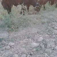 بره