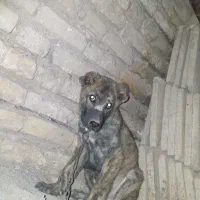 واگذاری توله افغان اصیل نر