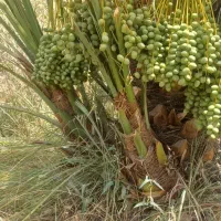 فروش انواع پاچوش نخل|خدمات باغبانی و درختکاری|لار, |دیوار