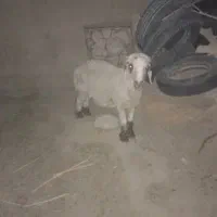 یک بره نر بفروش میرسد