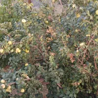 باغ فنس کشی شده و زمین آبی و ساختمان کنارسدجامیشان|فروش خانه و ویلا|سنقر, |دیوار