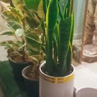 پایه گلدون ۶تای