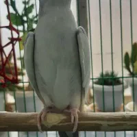 عروس هلندی ماده