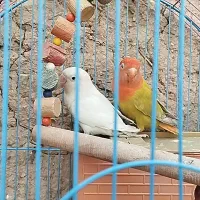 فروش پرندع ب صورت یکجا و جفتی همگی خانگی هستن|پرنده|سقز, |دیوار