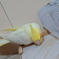 عروس هلندی ماده