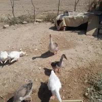 فروش قوقازوجوجه مرغ