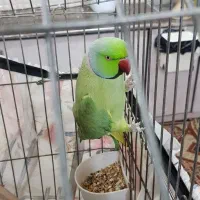 طوطی قشنگ وخوشکل