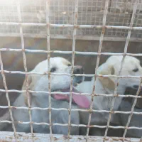 یه جفت پاکوتاه