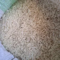 برنج تازه شمال