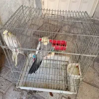 طوطی عروس هلندی|پرنده|محمدیه-قزوین, |دیوار