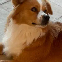 اگر بچه م پیش شماست خواهشا اطلاع بدین