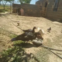 اردک اسراعیلی ۳ عدد