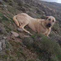 سگ عراقی ماده