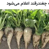فروش چغندر