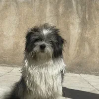 سگ پا کوتاه نر بسیار با ادب