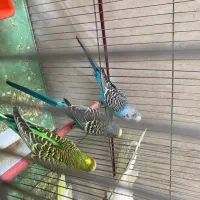 سه عدد مرغ عشق نر