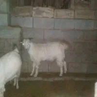 کهره نر چاق|حیوانات مزرعه|ارزوئیه, |دیوار