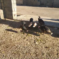 بوقلمون هفت ماهه|حیوانات مزرعه|یاسوج, |دیوار