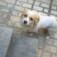 سگ با تربیت