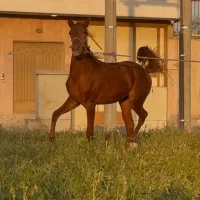 +) مادیان سر و‌دم‌گیر-/