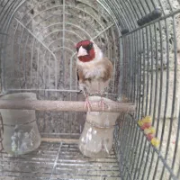 سهره چهارگل مس