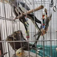 عروس هلندی دستی بازیگوش پرنده تزئینی جوجه|پرنده|تهران, تهرانپارس شرقی|دیوار