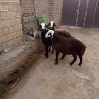 قوچ
