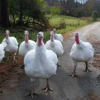 بوقلمون گوشتی