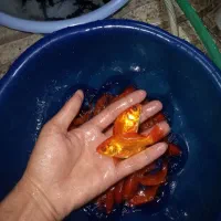 گلدفیش ،ماهی ، ،قرمز