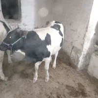 نوچ