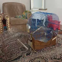 قفس پرنده|لوازم جانبی حیوانات|مشهد, تلگرد|دیوار