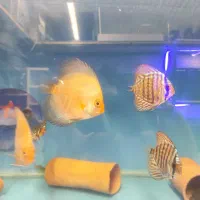 دیسکس حدود سه و سه نیم اینچ|ماهی|مشهد, فاطمیه|دیوار